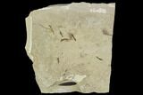 Fossil Cranefly (Tipulidae) Cluster - Green River Formation, Utah #111402-1